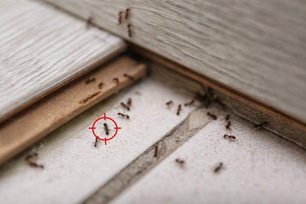 Best Flea Control Services  in Lakeland, GA