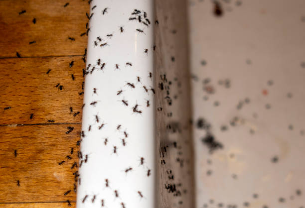 Best Residential Pest Control  in Lakeland, GA