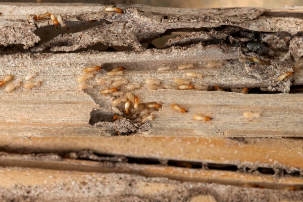 Best Affordable Pest Control Services  in Lakeland, GA